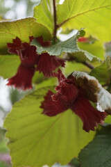 The hazelnut fruit is ripening