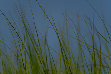Waving Grass Background