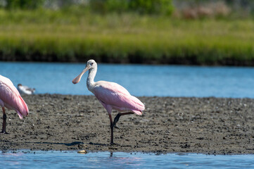 Roseate Spoonbill Walking and Turning