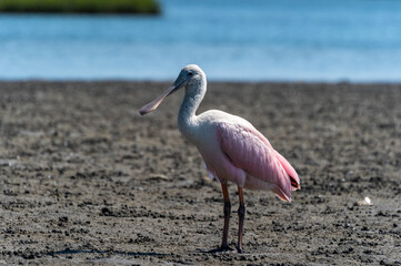 Roseate Spoonbill