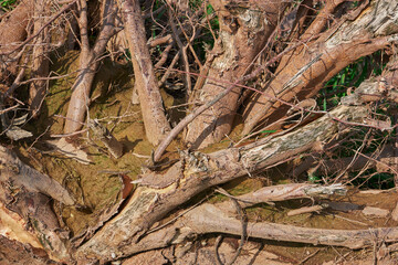 gnarled branches and roots of an upturned tree