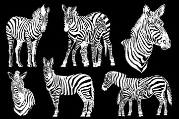 Vector set of zebras isolated on black, graphical engraved elements, stripy animal of savanna