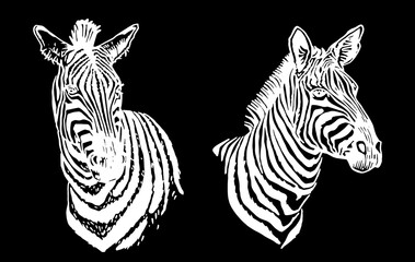 Vector two  portraits of zebra looking right isolated on black, graphical elements