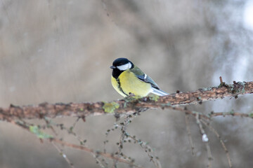a titmouse bird on a branch of a tree