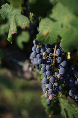 Racimo de uvas para cosechar