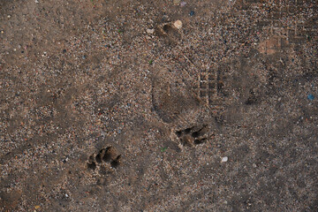 Traces on the wet sand dog paw prints