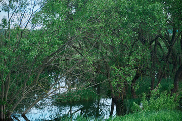 Green moss on stones on a river in the very green forrest