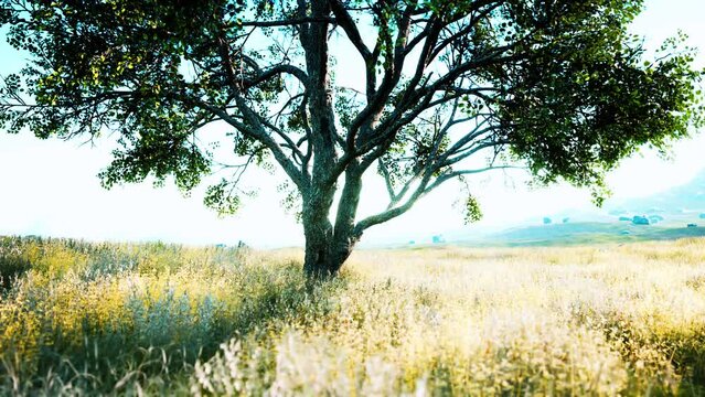 dark autumn tree and the yellow grass field