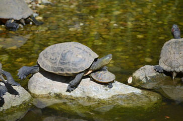 Fototapeta premium Mama und Baby Schildkröte