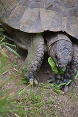 Schildkröte am Essen