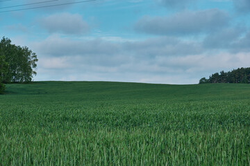 Beauty landscape of grass field with forest trees and environment public park with sun rays