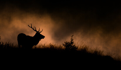 Elk Bull Silhouette