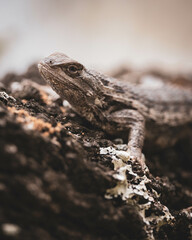 lizard on a tree