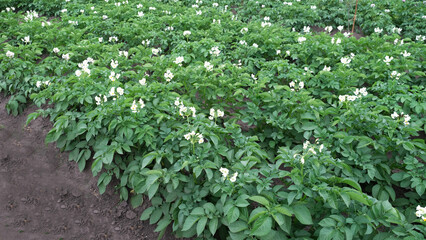 Fototapeta na wymiar flowering potato bushes in the garden