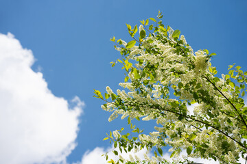 Natural background with blooming on a green tree against a blue sky background