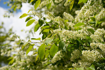Natural background with spring green leaves on a tree. Green natural background