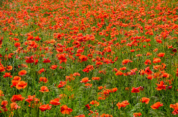 Blooming red poppy in a wheat field - Papaver rhoeas .