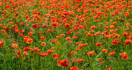 Blooming red poppy in a wheat field - Papaver rhoeas .
