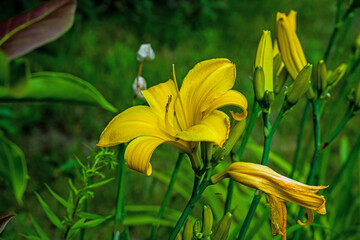 A large yellow lily flower blooming on the ground in a green background
