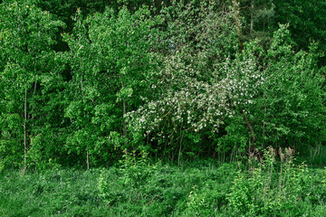 Obraz premium Beauty landscape of grass field with forest trees and environment public park with sun rays