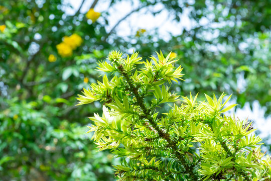 Leaves of Araucaria Bidwilli in Summer