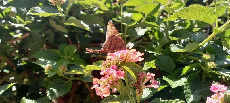 As borboletas possuem cores relativamente brilhantes e voam entre as flores bebendo o néctar.