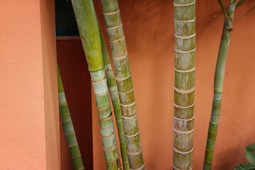 Obraz premium tropical palm trunk and red background. copy space