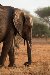 Elephant in Kenya © Rino