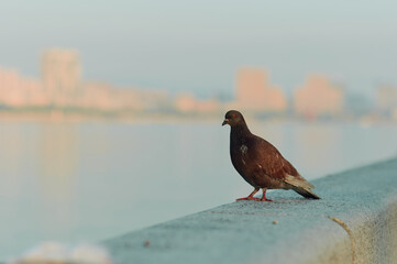 A brown dove sits on a granite railing on the river bank. Sunrise on a warm summer morning. Close-up. Selective focus.