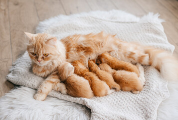 red cat feeds kittens. mother cat and kittens