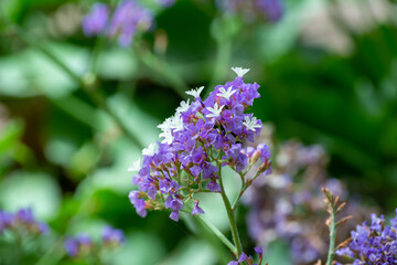 Limonium Sinuatum Flowers Blooming in Summer