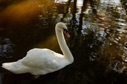 White swan in water. Swan in pond. Bird in park.