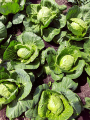 Several cabbage heads growing in the field, agriculture.