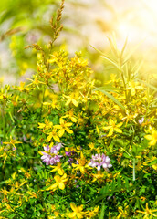 Obraz premium Sun Glow of Blooming Wild Flowers