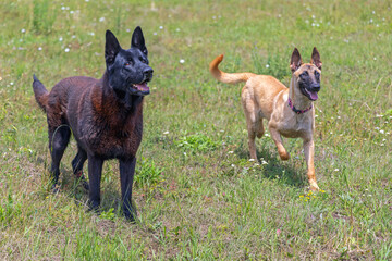 German Shepherd Pet Dogs