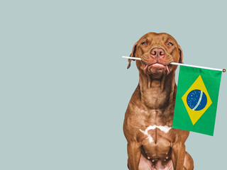 Lovable, pretty dog and Brazilian Flag. Closeup