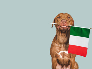 Lovable, pretty dog and Flag of Italy