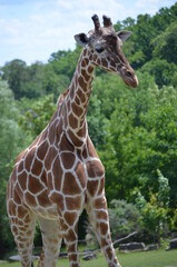 Giraffe