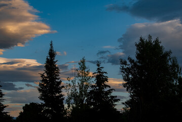 sunset in the forest