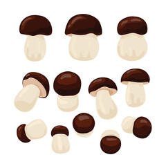 Porcini mushrooms vector illustration set. Boletus edulis isolated on a white background. Autumn mushroom collection season.