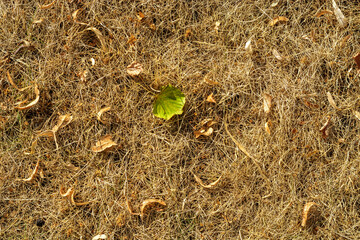 Lonely green leaf among yellow dry leaves on dry yellow grass, for use as an abstract background and texture.