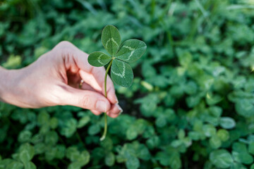 Woman's hand holding lucky four-leaf clover plant.