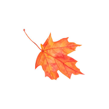 autumn maple leaf, watercolor isolated illustration, white background, hand drawn. Perfect for card design, invitation, scrapbooking, fabric printing