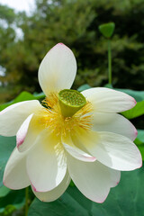Nelumbo Nucifera, called Loto Flower on Blurred Background