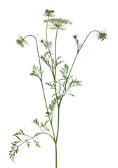 Wild carrot or Daucus carota, flowers isolated on white background. Medicinal herbal plant.