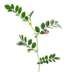 Green chickpeas branch isolated on white background. Chickpea in the pod and flowers.
