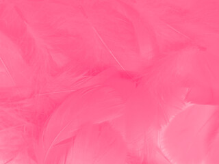Beautiful abstract light pink feathers on white background, white feather frame on pink texture...
