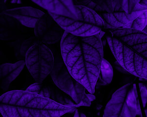 Beautiful abstract blue and purple flowers on black background, black flower frame, dark leaves texture, purple background, purple background, flowers for Christmas and valentine celebrations