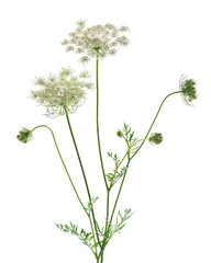 Wild carrot or Daucus carota, flowers isolated on white background. Medicinal herbal plant. - obrazy, fototapety, plakaty