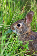 Wild Rabbit in the Mountains of Western North Carolina
